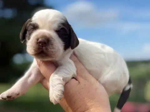Cocker Spaniel Anglais  Chiot N°1 Du Clos De La Majes aba27