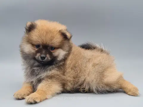 Spitz Allemand  Bambou Du Mont De La Chenaie photo 3