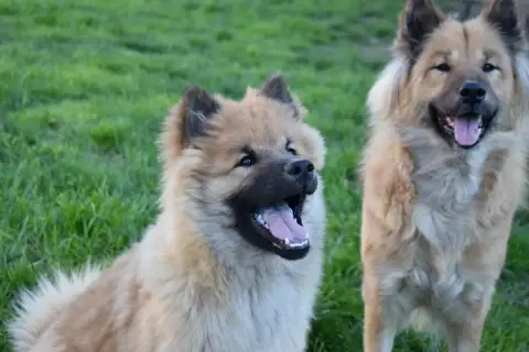 Eurasier  Achille photo 3