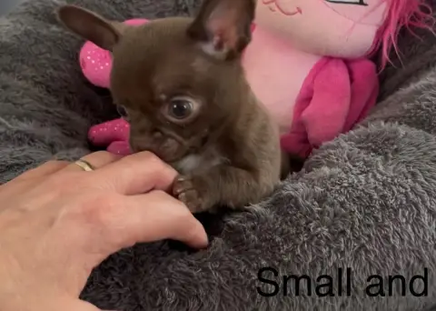 Chihuahua  Disponible Bounty Small And Snob photo 2