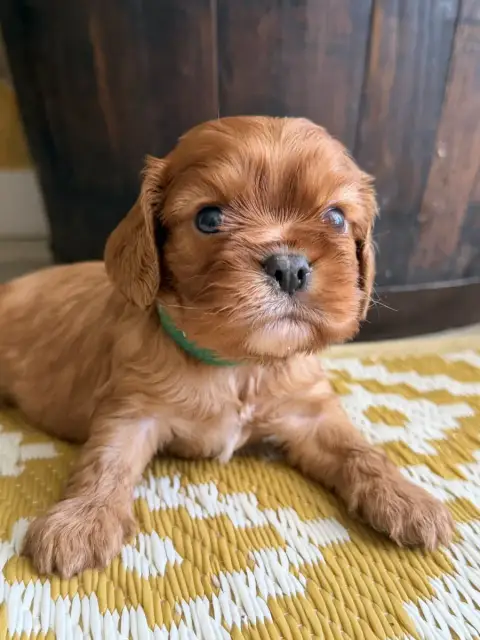 Cavalier King Charles Spaniel  Boris De La Cour De Mi b74e9