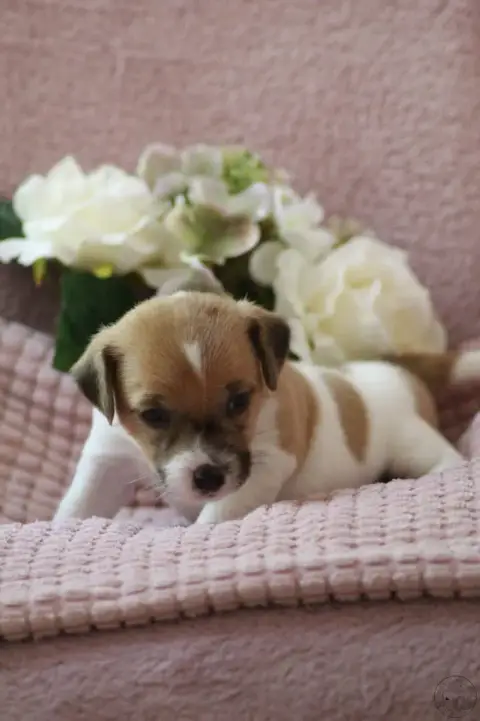Jack Russell Terrier  Bb5- photo 2