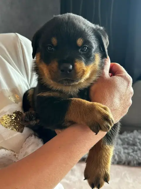 Rottweiler  Jaune Du Valhalla Des Anges Noirs