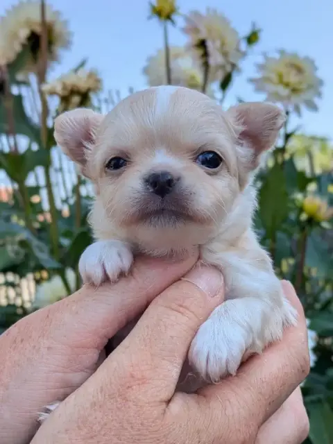 Chihuahua  B... De La Grande Epopée