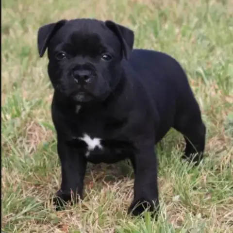 Chiot