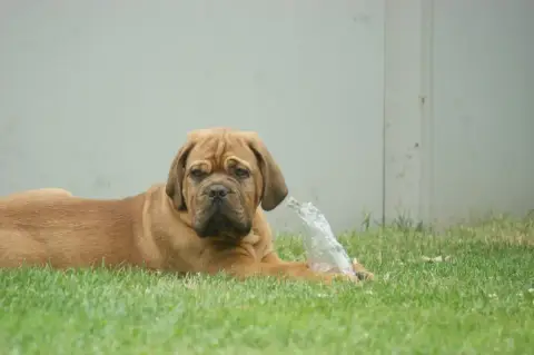 Dogue De Bordeaux