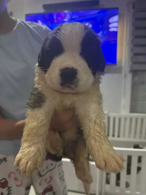 Chien Du Saint-