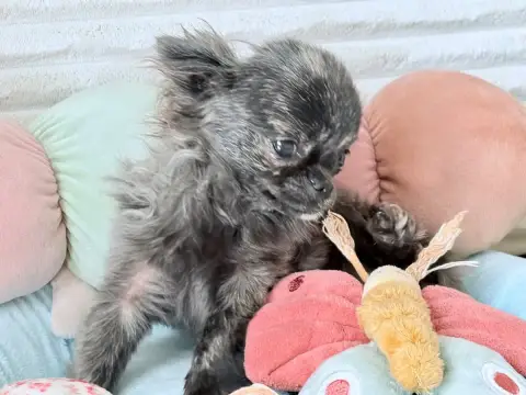 Chihuahua  A Héro Mushu photo 2