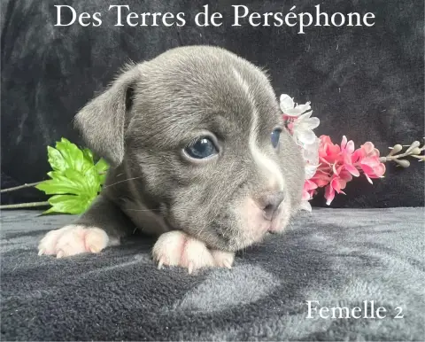 Staffordshire Bull Terrier photo 2