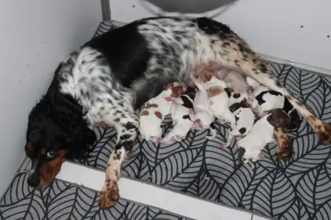 Epagneul Breton 
                        Chiot 3 De L 92d9b