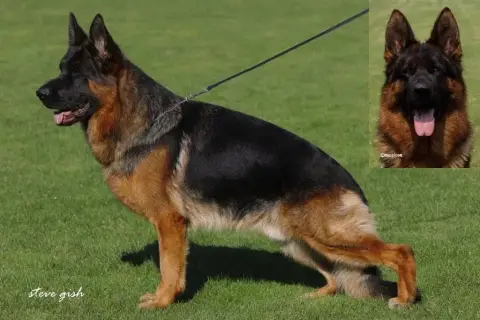 Berger Allemand  Vert Des Vergers Des Hespérides