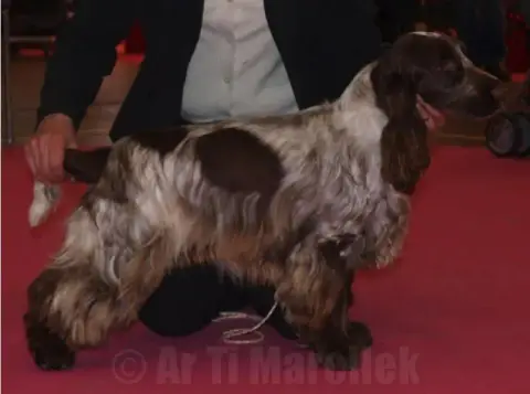 Cocker Spaniel Anglais  M3 - photo 2