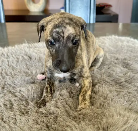 Whippet  Chiot N°2 Du Domaine Le Haut Blanc Mesnil