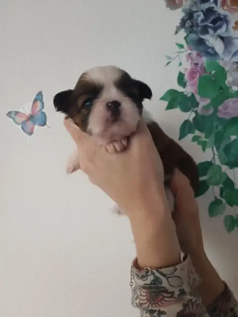 Shih Tzu  Chiot 1 Du Paradis Bleu Indigo photo 3