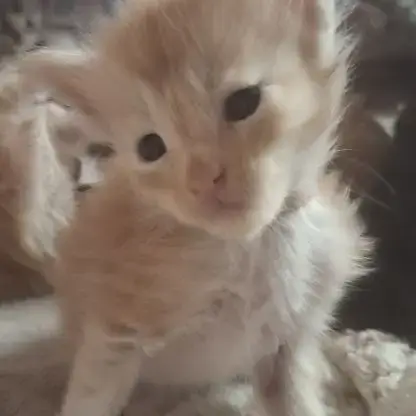 Chaton Maine Coon Loof