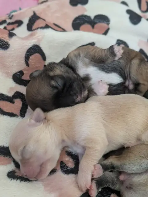 Chihuahua  B... De La Grande Epopée photo 2