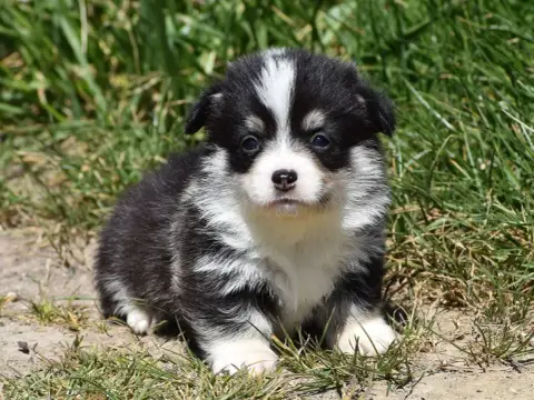 Welsh Corgi Pembroke  Baia De La Folle Emprise