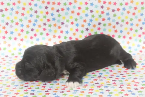 American Cocker Spaniel