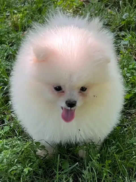 Spitz Allemand  Chiot N°3 photo 3