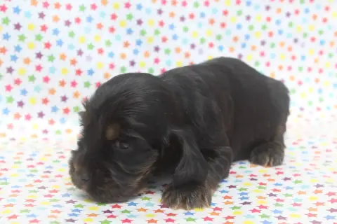 Cocker Spaniel Anglais photo 2