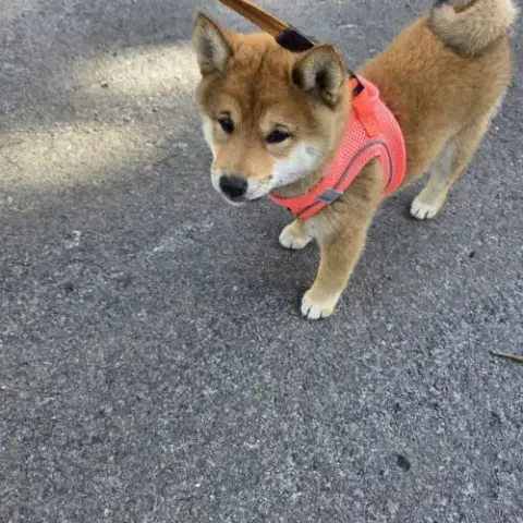 A Vendre  Chiot Shiba Inu
