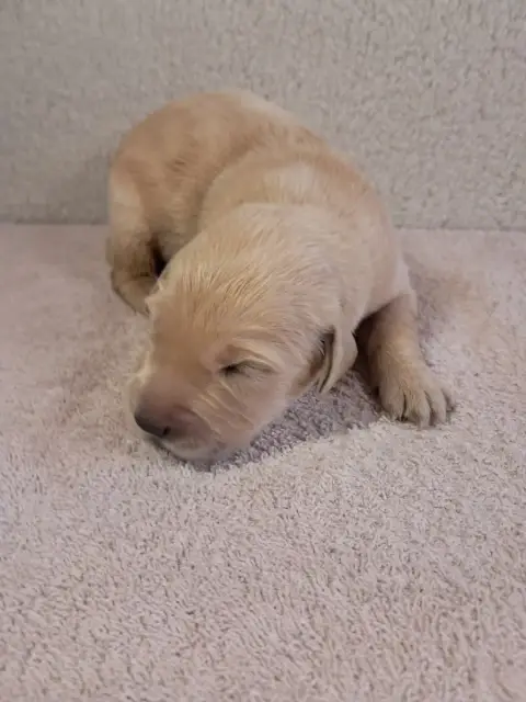 Golden Retriever  Baya Du Royaume D Helfy Du Royaume  8fafd photo 3