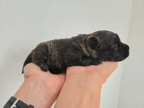 Scottish Terrier
