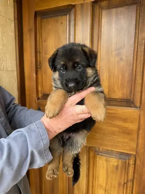 Berger Allemand  Chiot N°1 Des Sentiers Des Alpilles 7d1fc