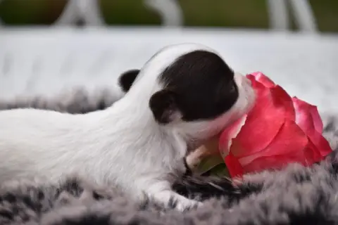 Chihuahua  Valentin Numéro Bis Du Repère Des Poilus b412e