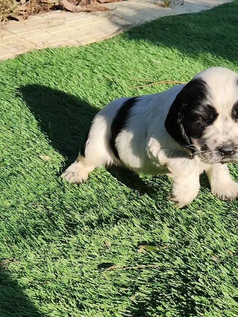 Cocker Spaniel Anglais  Chiot 6 De La Taverniere photo 3