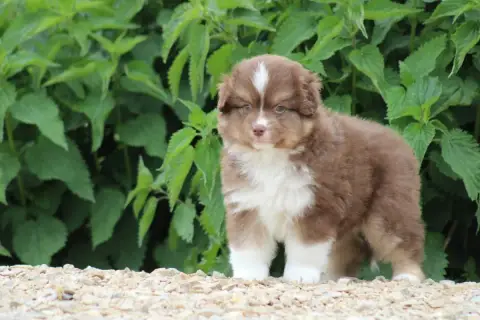 Berger Américain Miniature  Chiot 2 Des Romarins De M 28948 photo 2