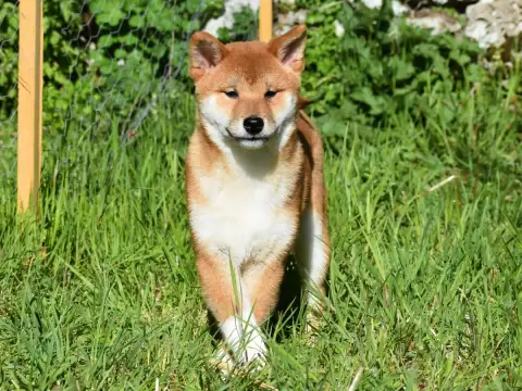 Shiba photo 2
