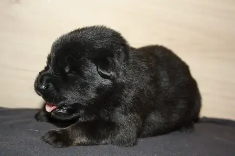 Eurasier  Collier Bleue Foncé Des Oursons De La Fee e524c