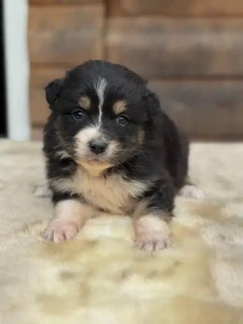 Berger Australien  Baby Tiana Des Gardiens D'Hadès