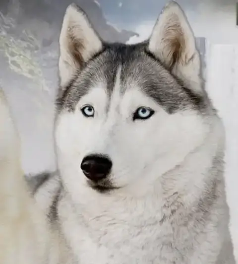 Siberian Husky  Basko Of Masadora photo 3
