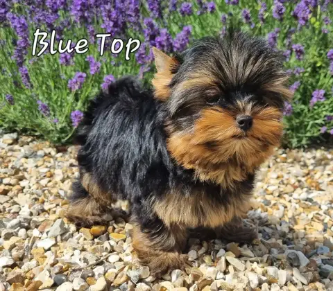 Yorkshire Terrier  Blue Top 3 Mois 700G Du Logis De B 7fc49