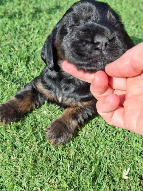 Cocker Spaniel Anglais  Baya De L'Arc De Sedo photo 2
