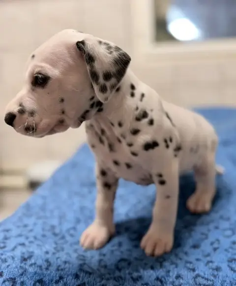 Dalmatien  Chiot N°7 Valma'S Signature photo 3