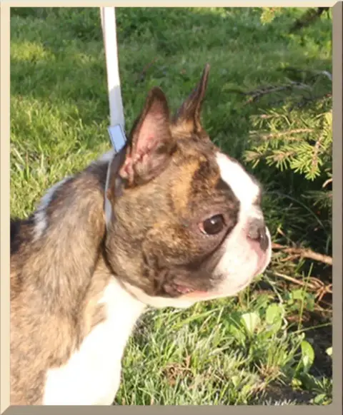 Boston Terrier  Chiot N°2 D'Elladu photo 2
