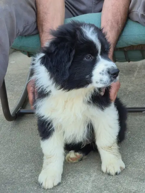 Berger Australien  Chiot N°2 Des Plaines D'Alexoanne ed55e photo 3