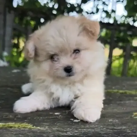 Chiot
