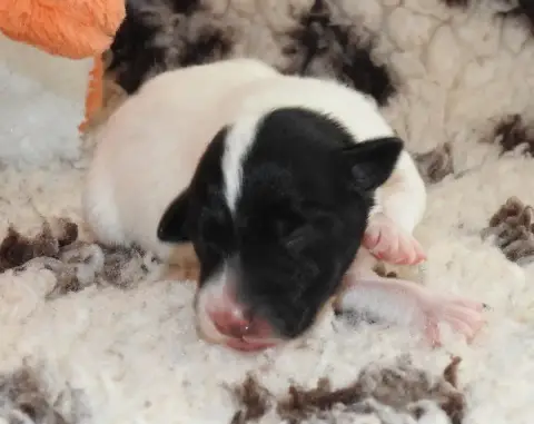 Fox Terrier Poil Lisse  Chiot photo 3