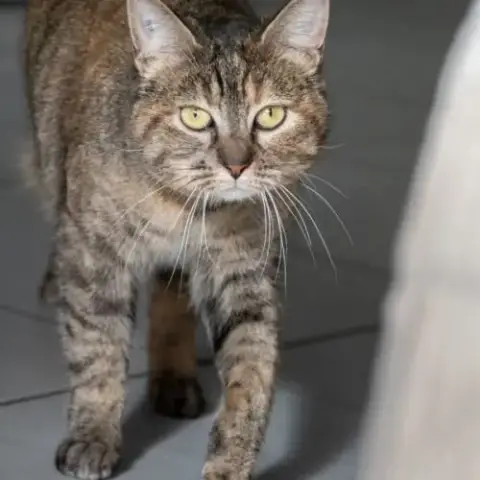 Nikita Est À Adopter