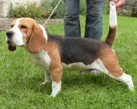 Beagle  Chiot N°3 De L'Etang Du Catchou photo 2