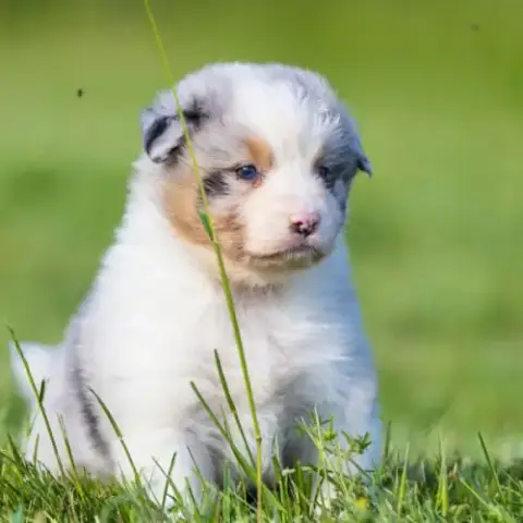 Chiots Berger Australien Lof Bleu Merle & Noir Tri