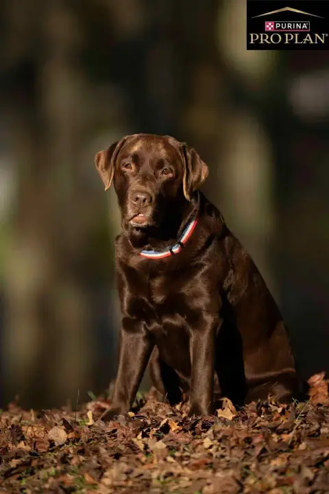 Labrador Retriever photo 3