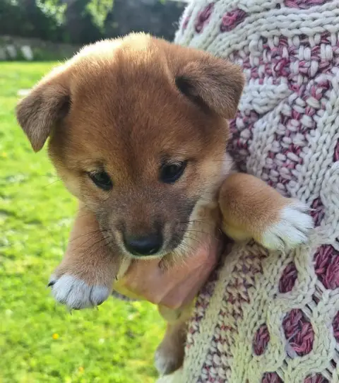 Shiba  Chiot N°3 Du Sceau- photo 3