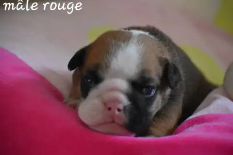 Bulldog Anglais