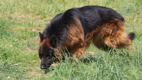 Berger Allemand Poil Long  Chiot N°1 Du Domaine De La 4837e photo 3