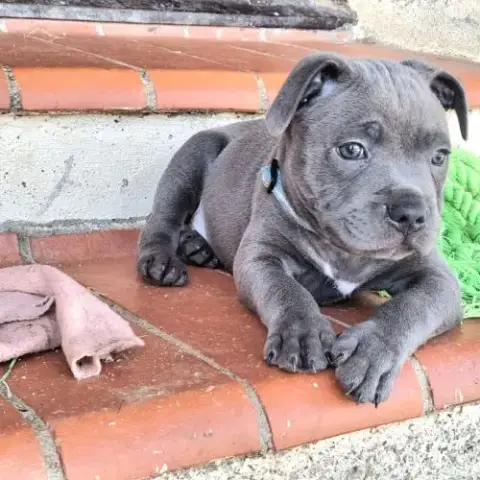 Staffie Bleus Lof Dernier Chiot Disponible